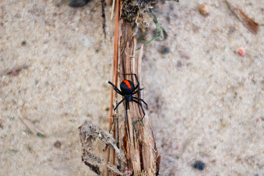 Close-up of redback spider crawling along sandy ground