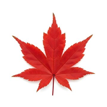 Vibrant Red Maple Leaf Isolated on White Background - Autumn Symbol
