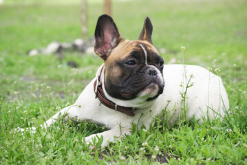 english bulldog puppy