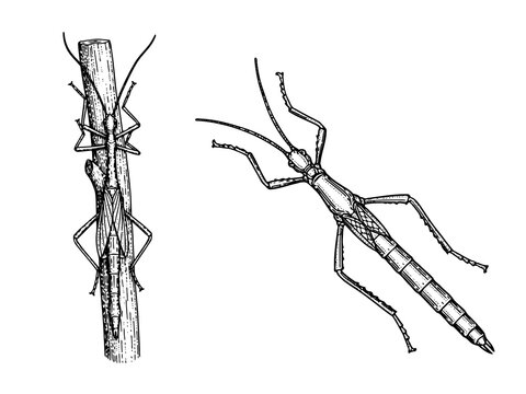 Stick insect vertical engraving illustration camouflage nature art