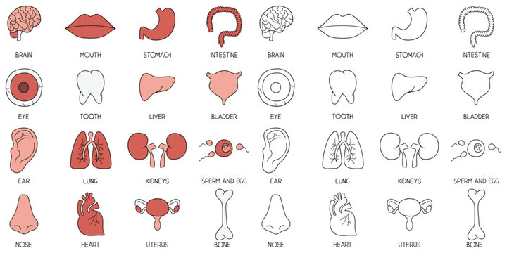 Hand-drawn cartoon and doodle set of human organs on a white background.