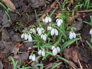 Schneegl&ouml;ckchen, Blumen, Bl&uuml;ten, Fr&uuml;hling, Garten