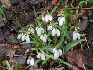 Schneegl&ouml;ckchen, Blumen, Bl&uuml;ten, Fr&uuml;hling, Garten