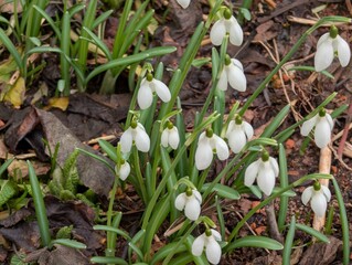 Schneegl&ouml;ckchen, Blumen, Bl&uuml;ten, Fr&uuml;hling, Garten