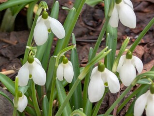 Schneegl&ouml;ckchen, Blumen, Bl&uuml;ten, Fr&uuml;hling, Garten
