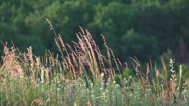 Silhouettes of Dry Grass and Blooming Yarrow Swaying on Blurred Green Background.
