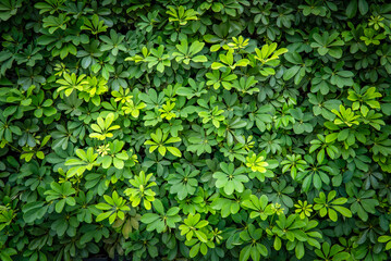 Fototapeta premium Umbrella Tree, Octopus tree , Schefflera arboricola Hayata cv, araliaceae. Green leafs background, nature background, for building a fence.