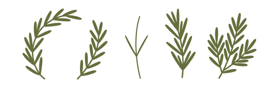 Rosemary herb icon set vector, green botanical branch sprig and leaf elements isolated on transparent background