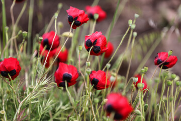Obraz premium close up of red poppy flowers and seed pods in holland
