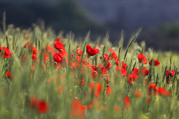 bright red poppies blooming in green wheat field holland