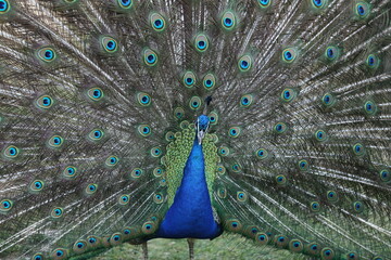 Fototapeta premium beautiful peacock bird fully displaying colorful tail feathers