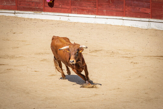 Toro casta&ntilde;o en plaza de toros