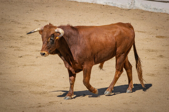 Toro casta&ntilde;o en plaza de toros