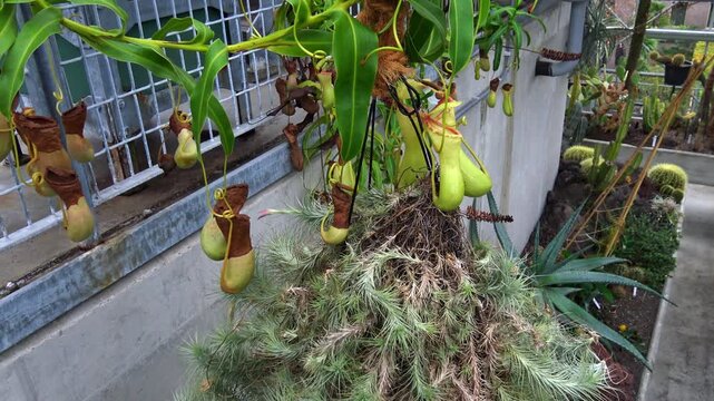 The Venus flytrap (Dionaea muscipula) is a carnivorous plant species.
