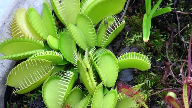 The Venus flytrap (Dionaea muscipula) is a carnivorous plant species.