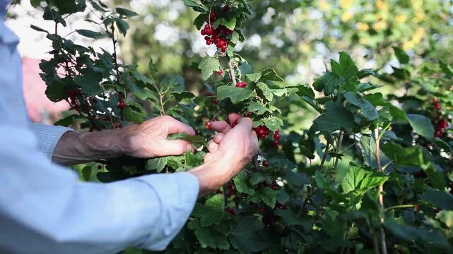 Close-up of senior man's hands picking ripe red currants from sunlit garden bush. Home gardening and seasonal harvest, healthy outdoor living.