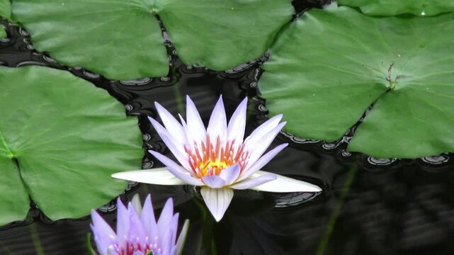 White water lily flower against a green leaf in a lake