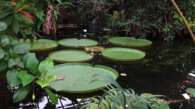 Victoria amazonica, the largest water lily in the world, against the backdrop of a lake