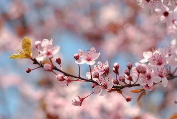 Cherry blossom branch with buds and soft bokeh background © Natali