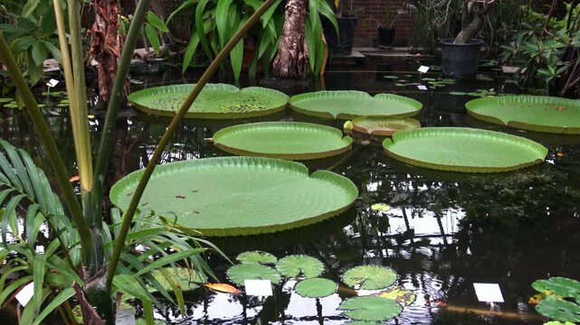 Victoria amazonica, the largest water lily in the world, against the backdrop of a lake.