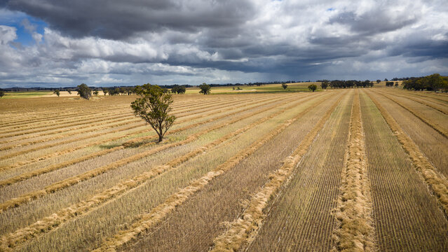 Aerial view of a lone tree amongst rows of dried canola under low dark clouds
