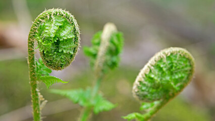 young green fern leaves in the forest for background. Natural swirled, unblown, curled fern leaves texture close-up, blurred background. spring season, beauty of nature. plants wake up, come to life