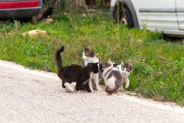A tabby and white mother cat stands on a gravel path next to tall grass and parked cars, surrounded by her three playful young kittens of various colors.