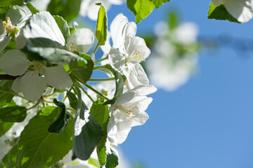 flowering apple tree branch in the garden. Blooming fruit trees in the garden. White flowers closeup on a branch of a tree. Floral spring nature background. blossoming orchard, spring flowering season