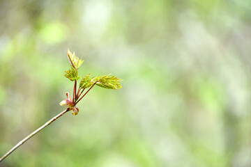 First spring tender leaves, buds and branches, macro background. nature comes to life after winter. young leaves on the bushes, small green leaves bloom on the trees. bokeh, natural spring background