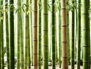 Fototapeta premium Dense bamboo forest with vertical green stems.