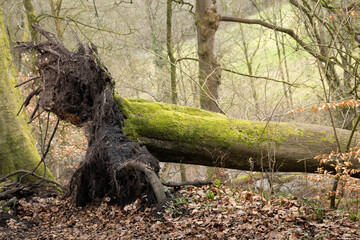 Obraz premium Nature. Fallen tree with roots in woodland.