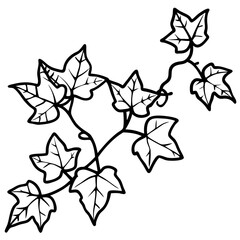 Ivy line art vector