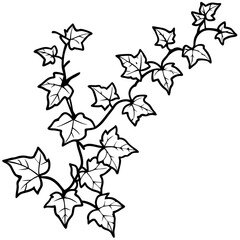Ivy line art vector