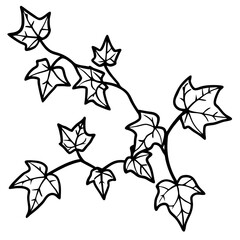 Ivy line art vector