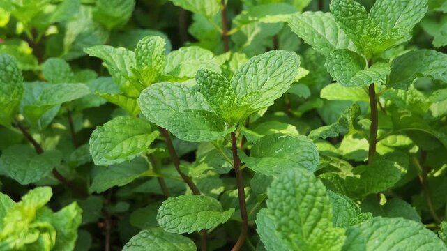 Mint leaves in the garden