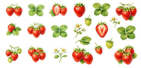 A charming watercolor collection of strawberry clipart, including ripe berries, halved strawberries, green leaves, white blossoms, and unripe fruit. © liana