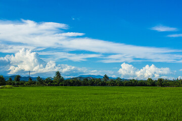 green rice field with beauty sky in Thailand