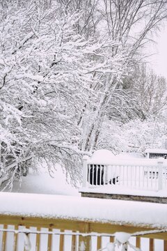 Snow covered trees during February winterstormm selective focus
