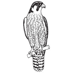 Fototapeta premium Vintage Falcon Perched Alert Pose Engraving Detailed Wildlife Bird Illustration