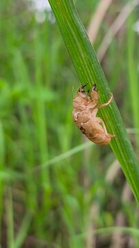 Empty cicada exoskeleton clinging to green grass blade in natural daylight.