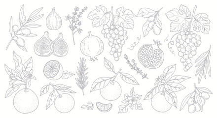 Hand-drawn botanical illustration of various fruits and herbs.