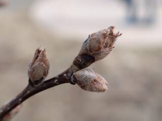 Fototapeta premium Close-Up of Autumn Blaze Pear Buds (Pyrus calleryana) in Late Winter – Boulder, Colorado