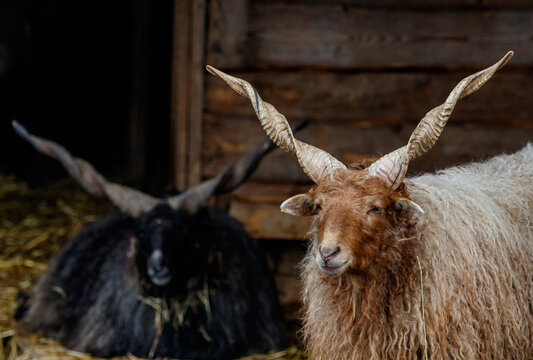 Two Racka sheep with spiral horns near a wooden barn