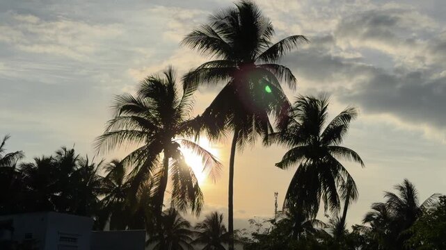 Palm trees stand in dark contrast against a glowing sunset sky, with shifting light emphasizing warmth, stillness, and the quiet end of day near the sea. Evening tranquility.