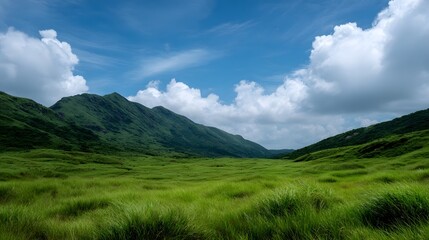 Fototapeta premium A vibrant green valley with rolling hills under a clear blue sky with fluffy white clouds