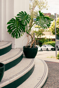 potted plants on stair entrance