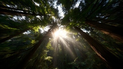 Sunlight streams through the majestic canopy of a tall green forest