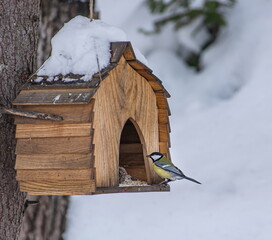 A wooden birdhouse attached to a tree. Inside there is a titmouse bird with yellow breasts and black heads. © OKSANA