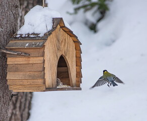 A wooden birdhouse attached to a tree. Inside there is a titmouse bird with yellow breasts and black heads. © OKSANA