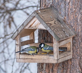 A wooden birdhouse attached to a tree. There are two titmice inside, with yellow breasts and black heads. © OKSANA